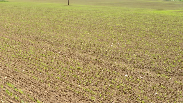 Ukraine spring cereals' planting - down 10%