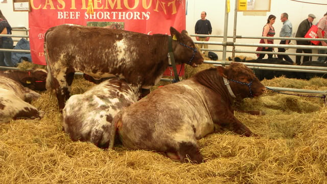 Balmoral Show 2021 - the jury is still out