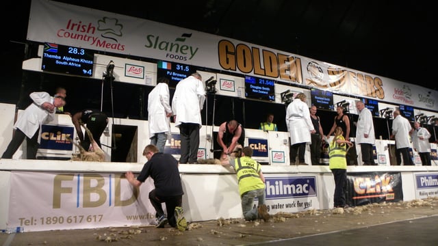 Whats on at Golden Shears: DAY 4