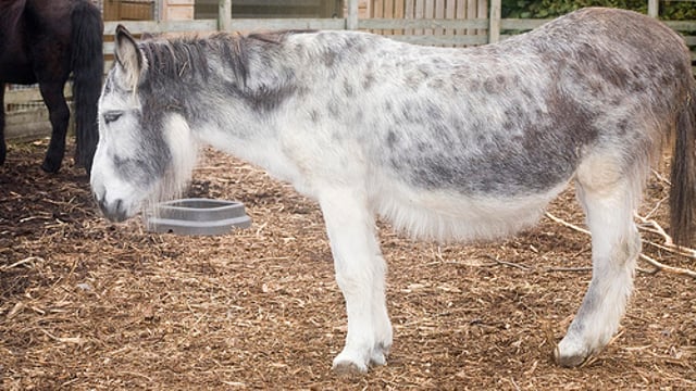 'Donkeys don’t encourage active farming and may lose "livestock" status'