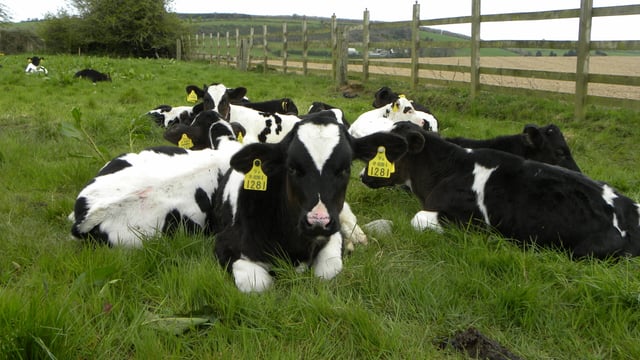 Authorisation of new and replacement NI cattle tags suspended