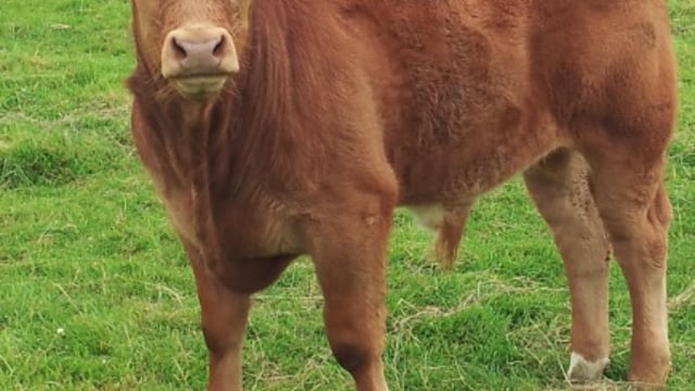 Calf registrations up 11% in Northern Ireland