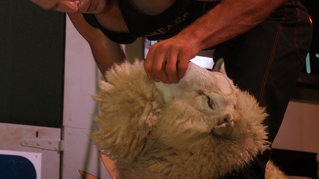Kiwi team at sheep shearing