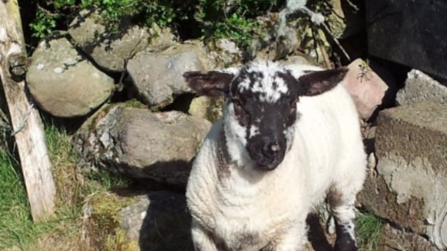 Retail lamb sales in the UK fall