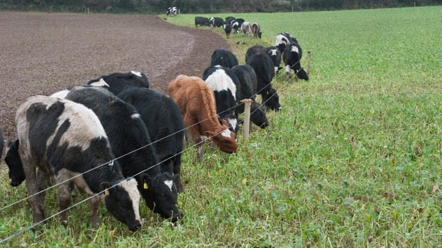 Finishing dairy bulls at 16 months is not viable - Teagasc research