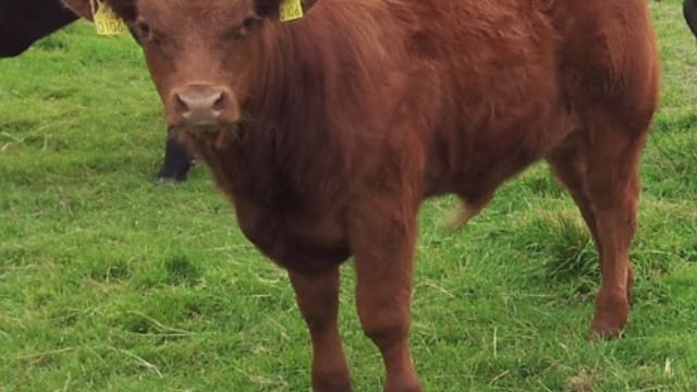 The simple 1,2,3 of calf rearing from Animal Health Ireland