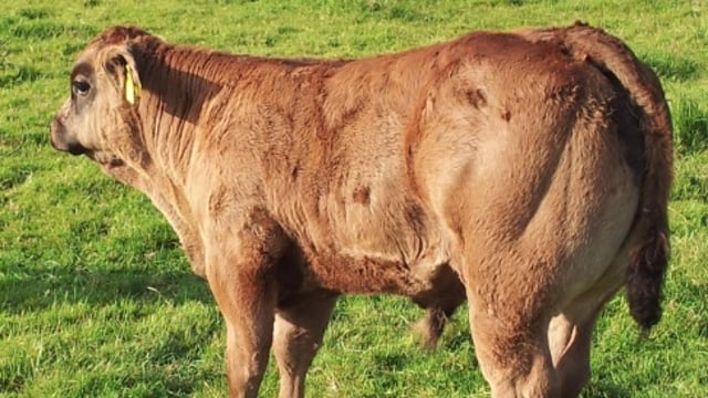 Coveney announces re-focused BVD assistance measures