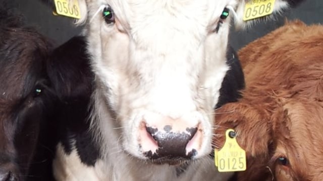 British farmers slam short-term memories in the meat trade