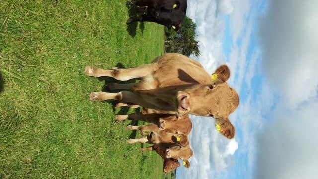 UK processors look for heifers to reduce spec limitations