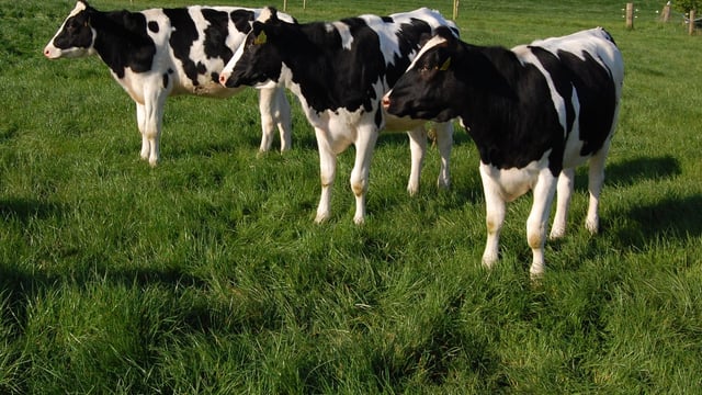 Want to know about the economics of dairy heifer rearing?