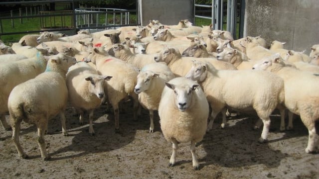 French sheep meat imports down year on year - EBLEX