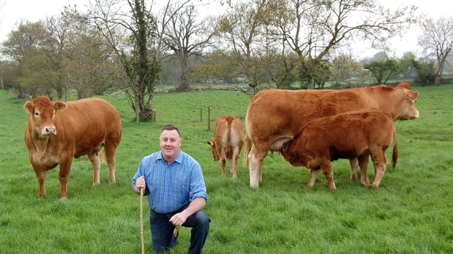 Co. Meath breeder elected to Limousin council