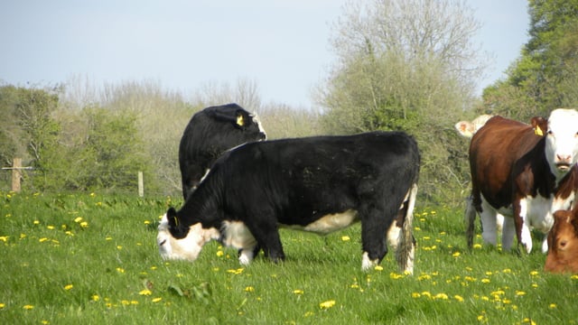 UK beef markets to firm significantly during early 2015