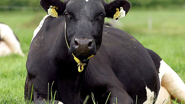 Scientists discover ‘fat gene’ in cows
