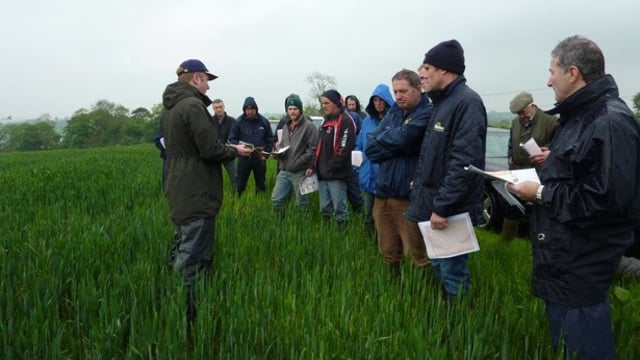10kg of wholecrop = 16kg grass silage in dairy diet