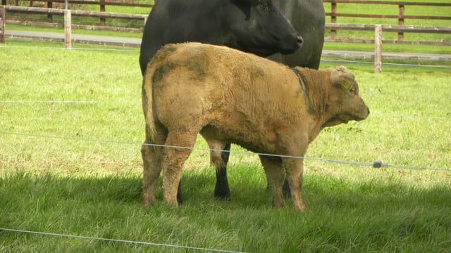 Beef Data Programme payments this week