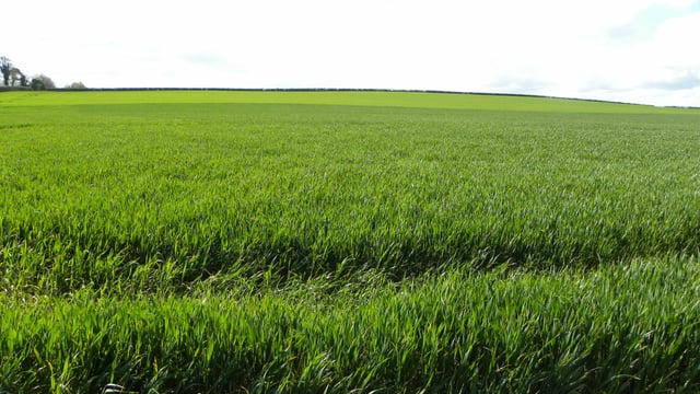 Now is the time to prioritise winter crops for Nitrogen and fungicides