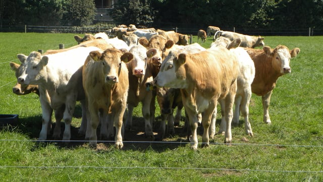 €10.5m paid out under TB Eradication scheme in 2013