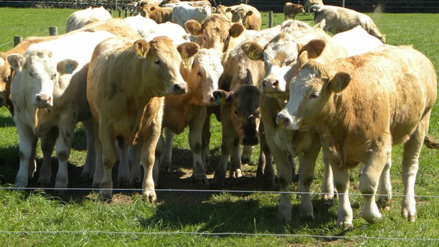 Fears raised that 'production reduction' can be 'rolled over and extended'
