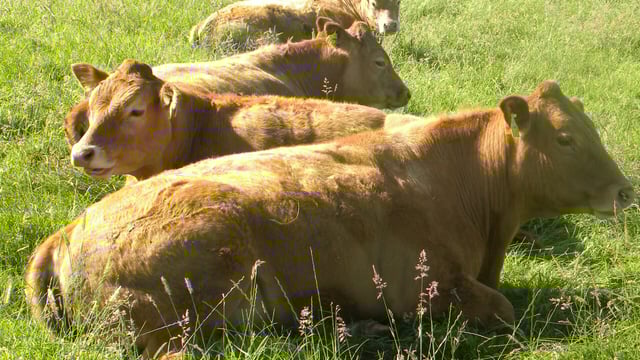 Little change in beef trade last week – Bord Bia