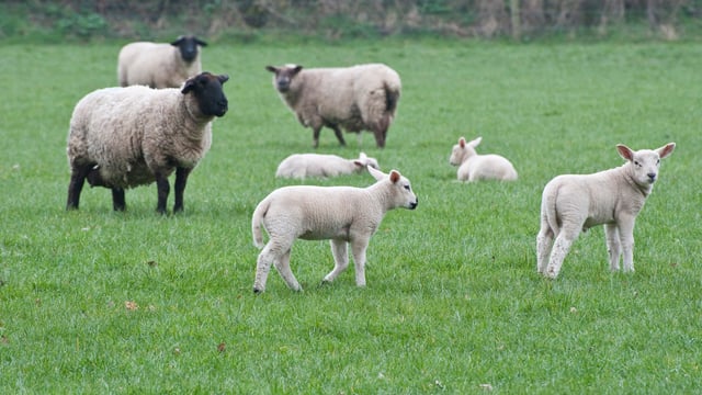 'Lambing going well but dog attacks are still a torment'