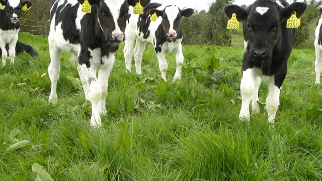 Dairy born steers made up 55% of the national steer kill in 2015