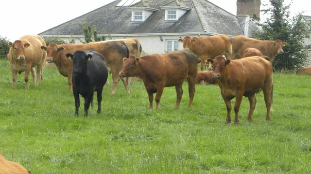 Factory heifer price falls 45c/kg since August - Quotes drop below €4/kg