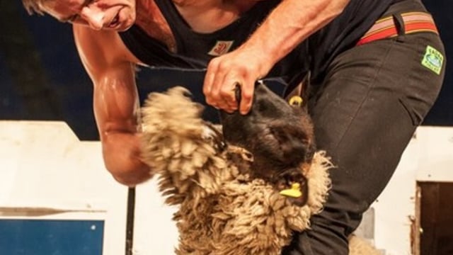 Ivan Scott shears a world record breaking 867 lambs in 9 hours!