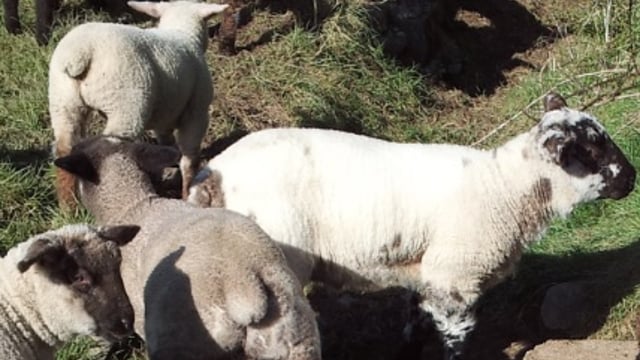 Surge in spring lamb supply drives sheep kill up 15% in a week