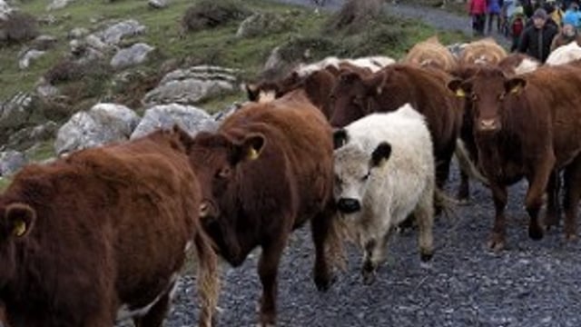 ‘GLAS scheme discriminates against commonage farmers’