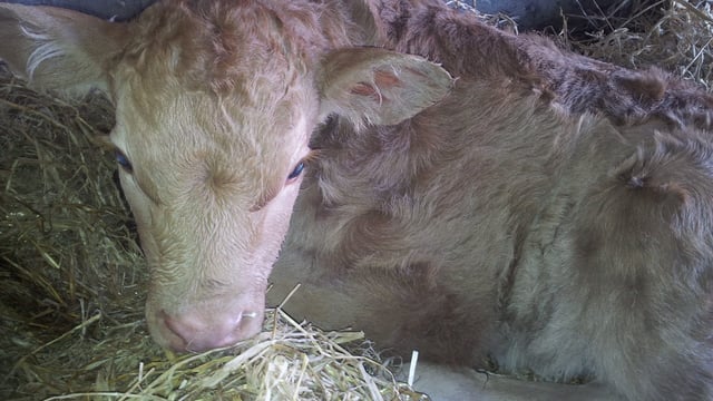 Calving sensor set to shine at Young Scientist