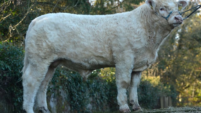 €uro-star bulls in strong demand, says ICBF