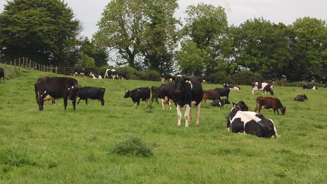 'Irish milk won't dramatically change the world price of dairy'