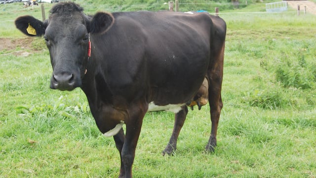 US to be the first country to genotype cross-bred animals