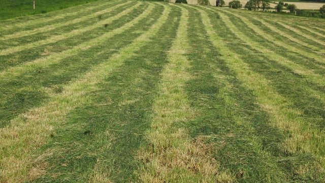 Pre-mowing vs. topping: Which is the better option?