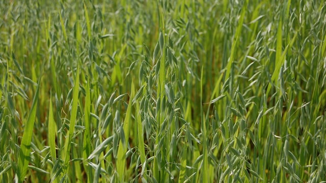 UK farmers have another bumper oat crop