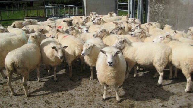 Sheep Ireland sets 2017 genomics target for sheep industry