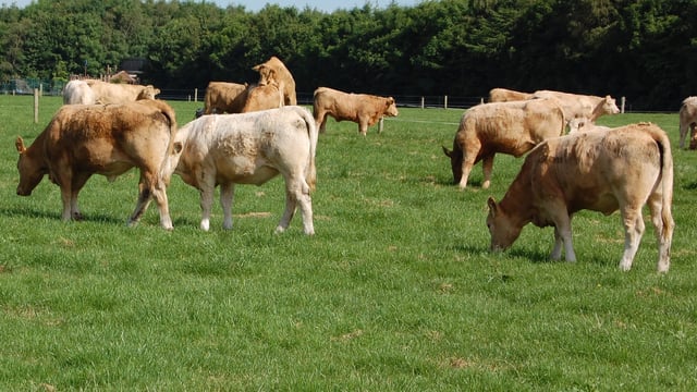 'When cattle are scarce, market requirements seem to disappear'