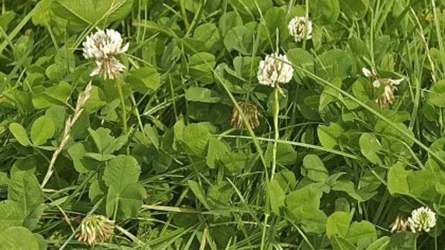 Establishing clover in grass is one thing - keeping it there is another