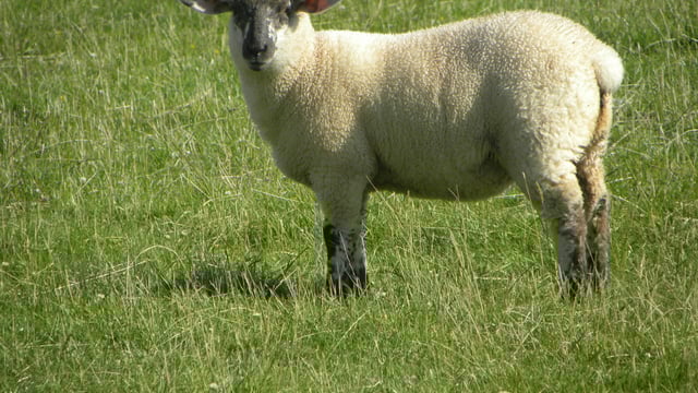 Little change in sheep trade last week - Bord Bia