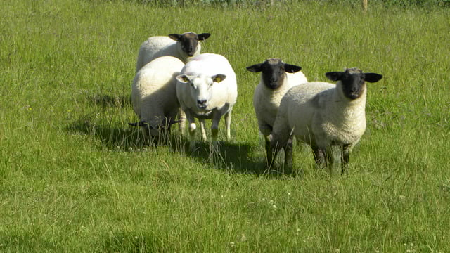 UFU challenges retailers on lamb sourcing