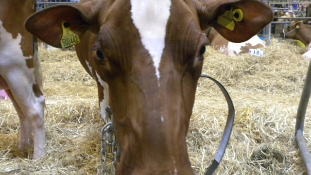 Livestock Event, Day 1 in Photos