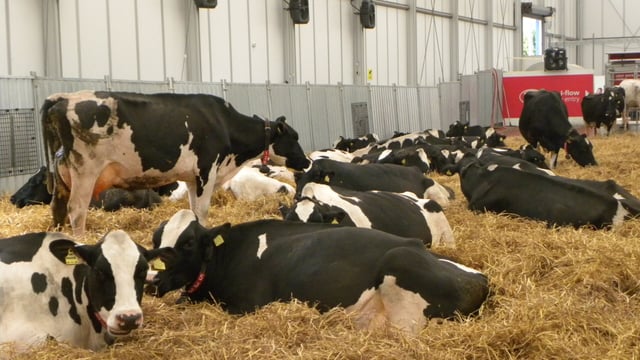 Managing 400 cows is easy, managing staff is the difficult part