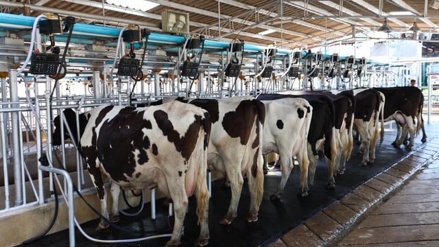 Farm orgs query Tirlán on milk price paid to farmers in NI