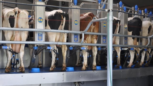 Large scale US dairy farms set to increase milk production
