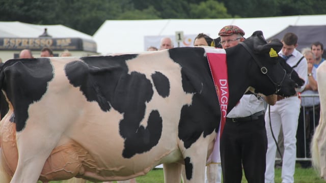 The Baileys' judge on look-out for strong, balanced cow at Virginia show