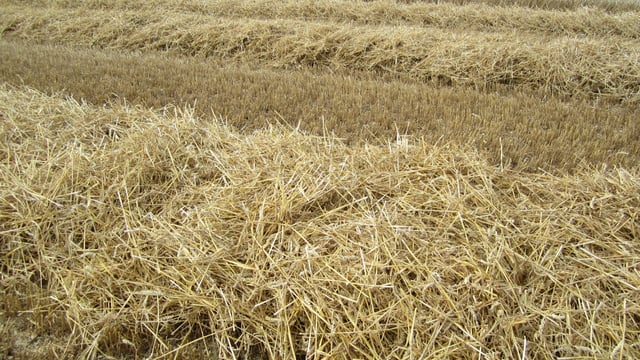 Harvest progress slow this week as showers disrupt work