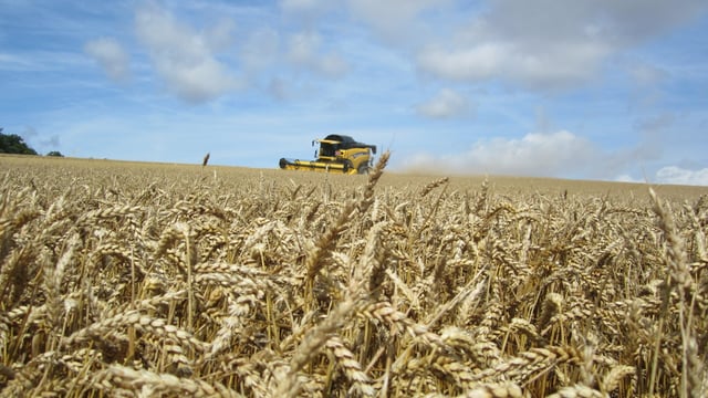 Russian wheat harvest up, prices down