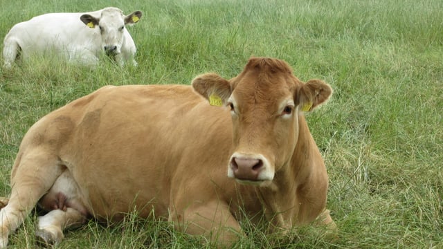 ICSA seeks important changes to carcase specifications