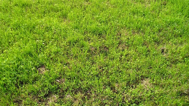 Grass advice: Early management of your reseed